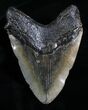 Wide Megalodon Tooth - South Carolina #4636-1